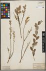 Foto von Salix repens L.
